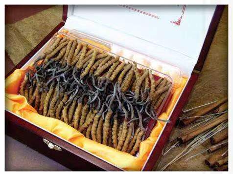 青秀冬虫夏草回收